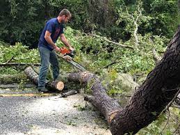  Chino, CA Tree Care Pros