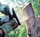 Reliable Chino, CA Tree Care Solutions