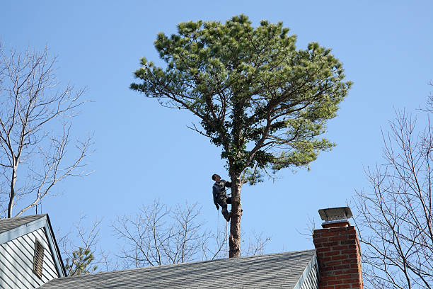 How Our Tree Care Process Works  in  Chino, CA