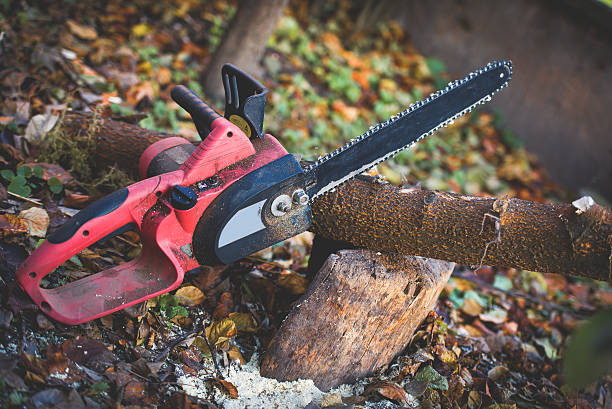 Best Stump Grinding and Removal  in Chino, CA